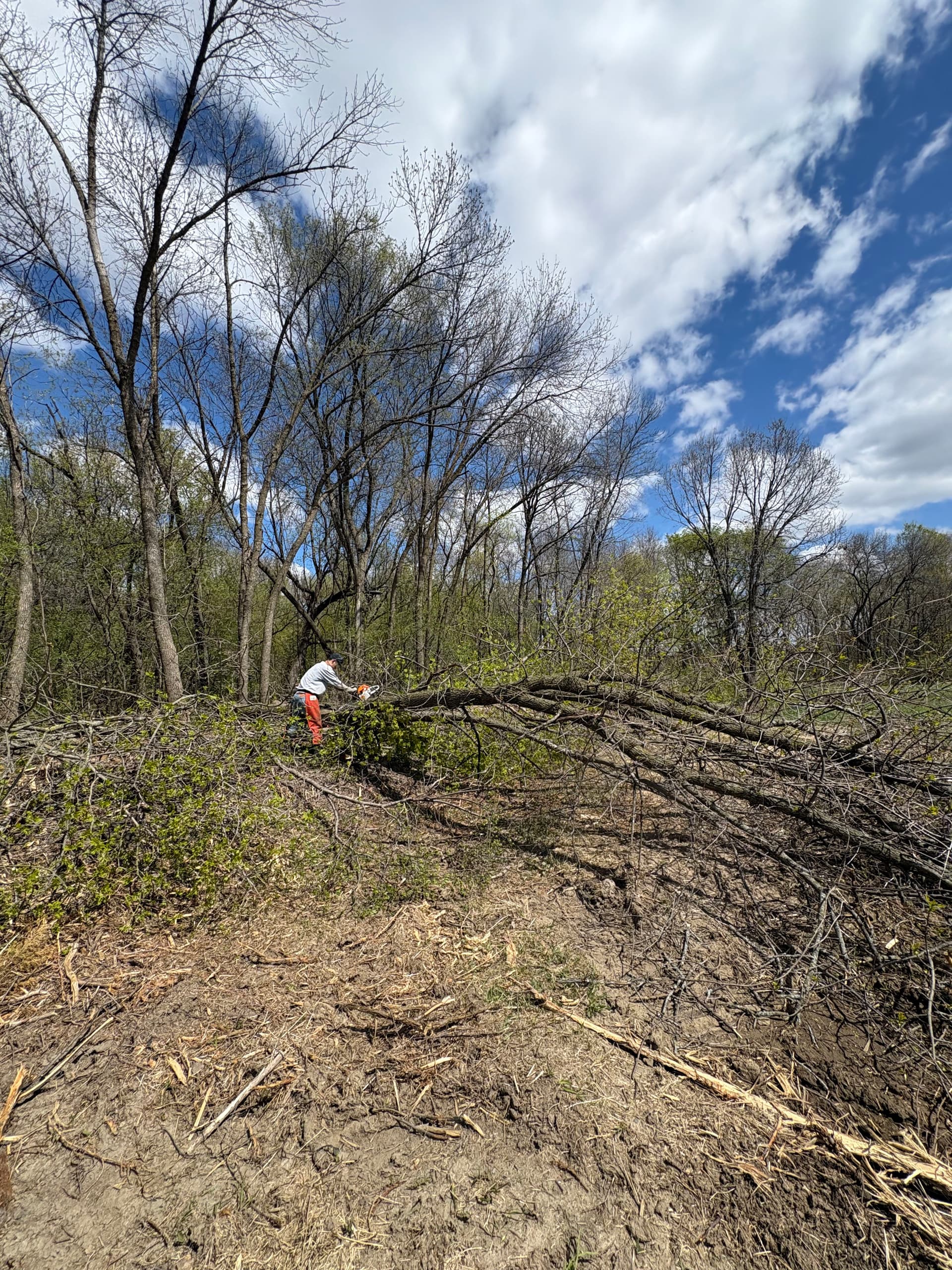 Clearing Overgrown Land One Tree at a Time image