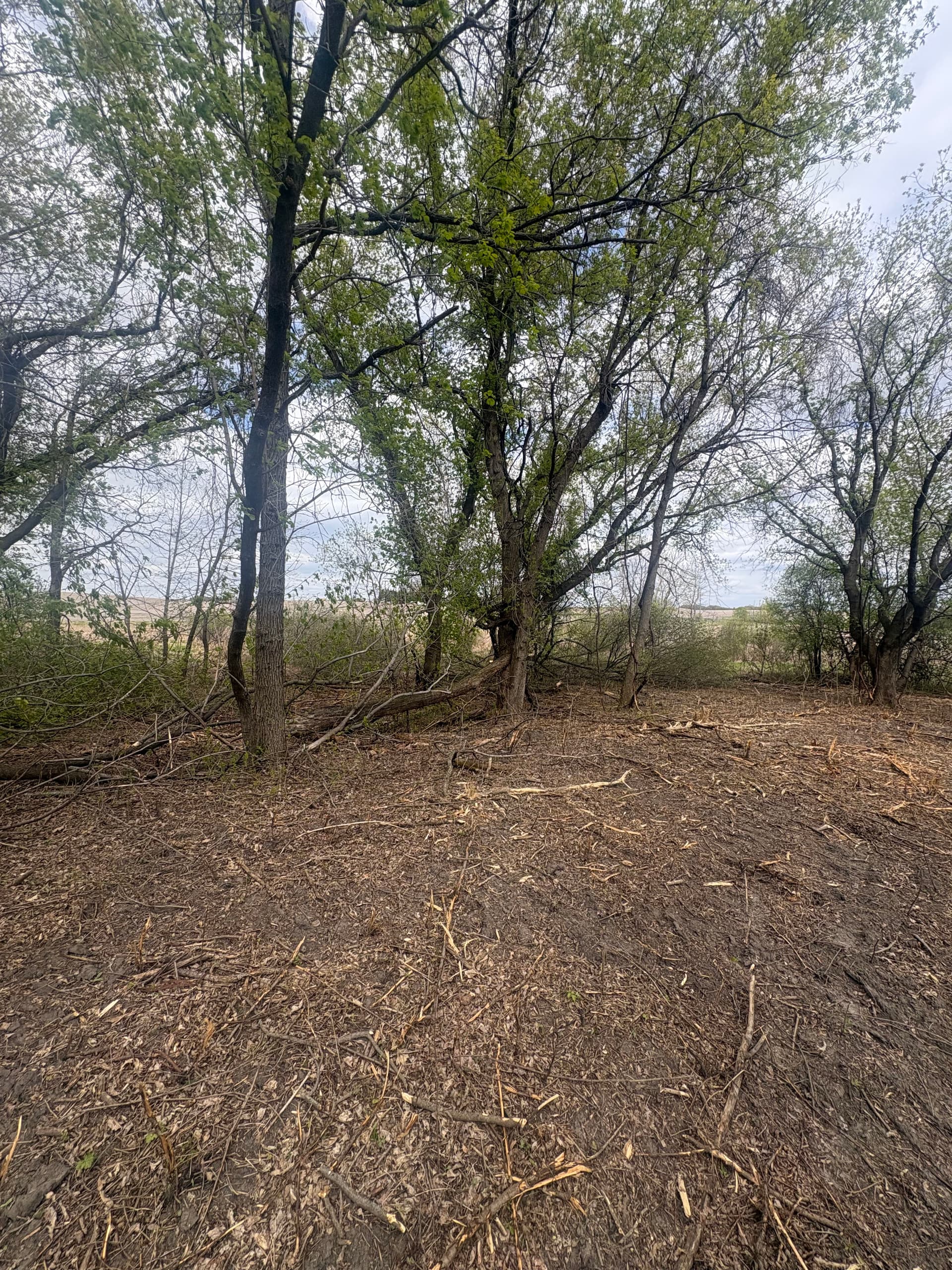 Gallery photos for Deep Woods Land Clearing and Stump Grinding Done Right: Image #1