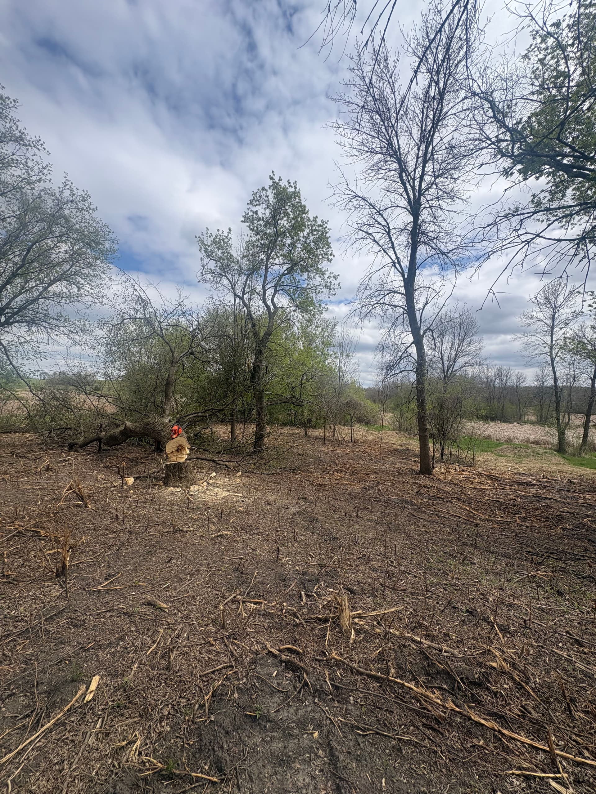Deep Woods Land Clearing and Stump Grinding Done Right image