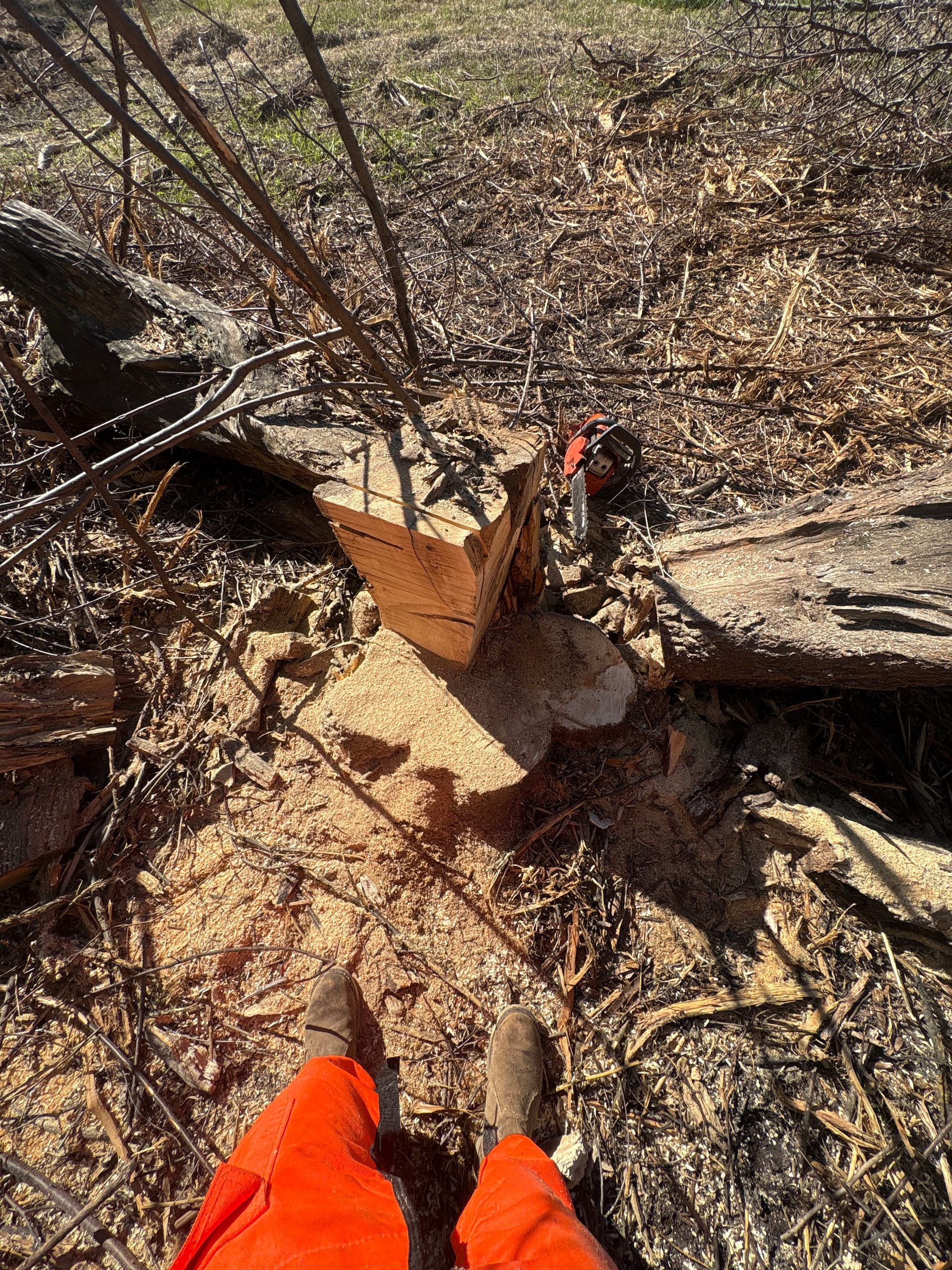 Stump Cutting That Gets Land Back in Shape image