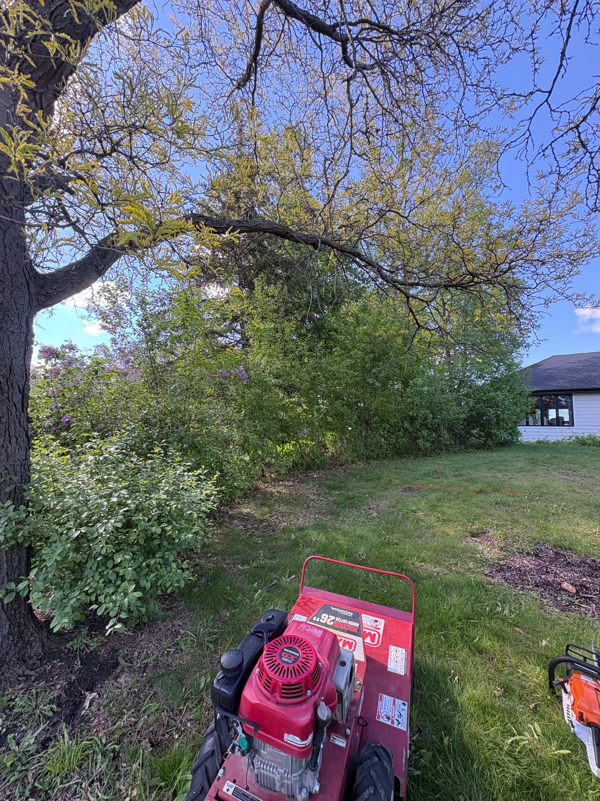 Residential Brush Clearing That Gets Your Yard Back image
