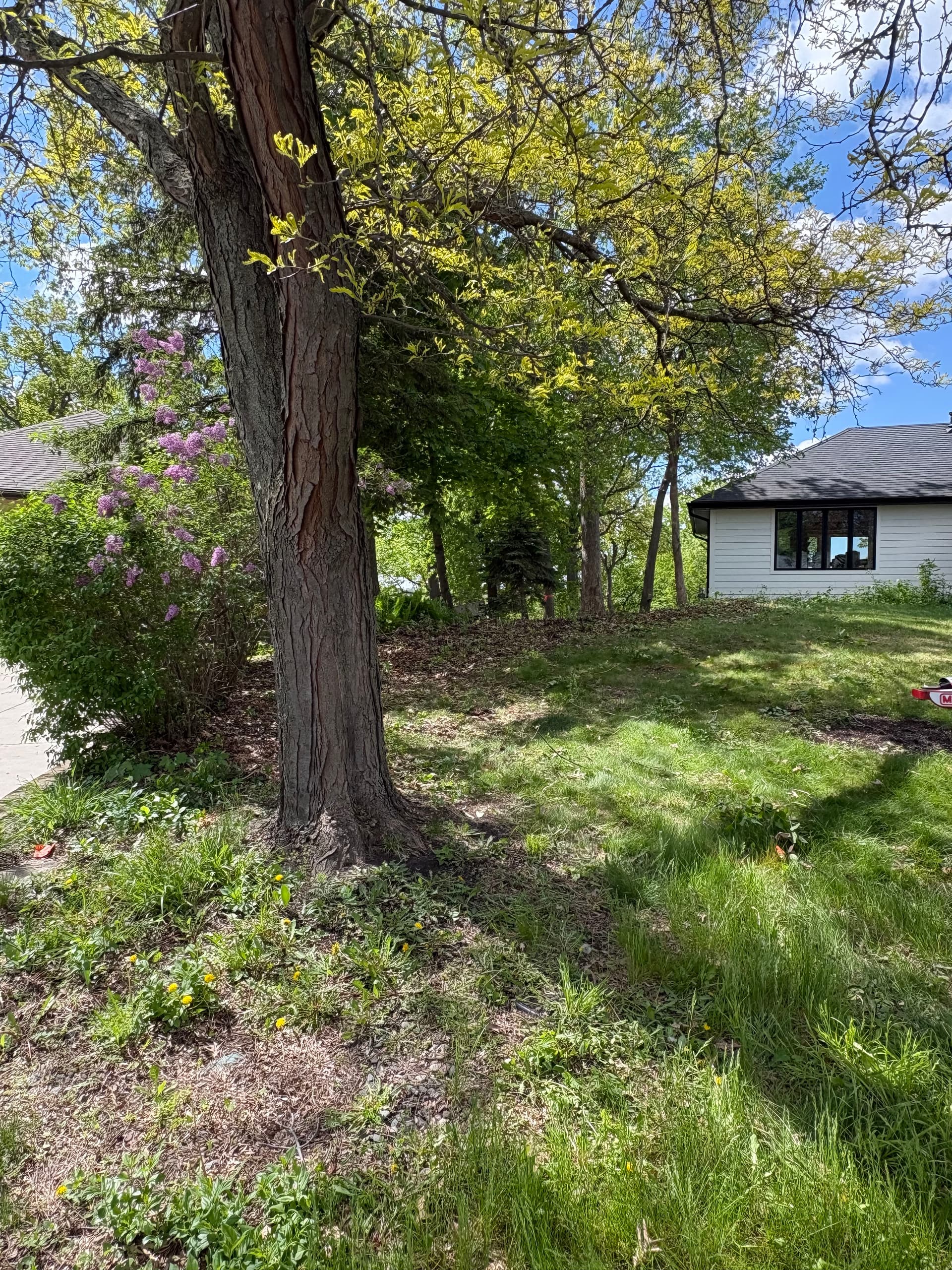 Gallery photos for Residential Brush Clearing That Gets Your Yard Back: Image #1