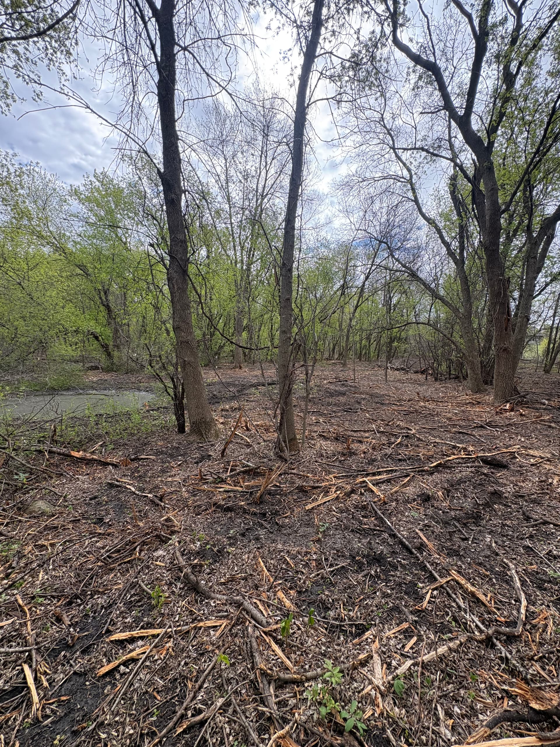 Why Mulching and Tree Planting Work Better Together image